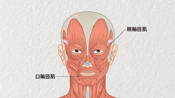 眼輪匝肌神經