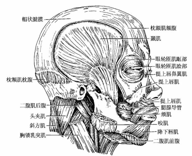 眼輪匝肌功能