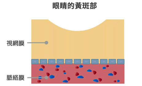 黃斑部病變的預防措施