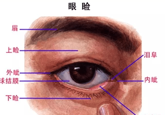 眼睛構造基礎知識 眼睛構造基礎知識