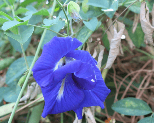 蝶豆花怎麼泡