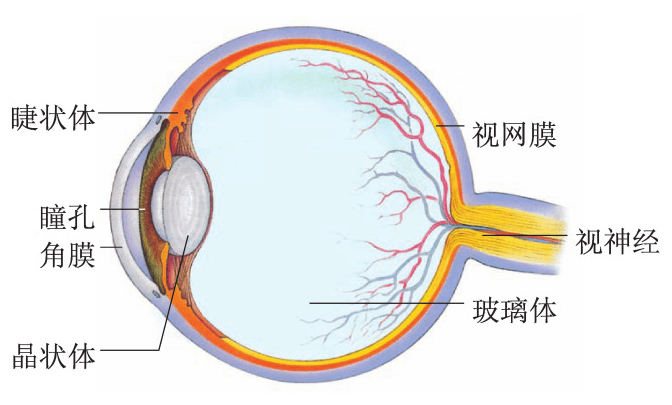 眼睛構造的詳細功能解析